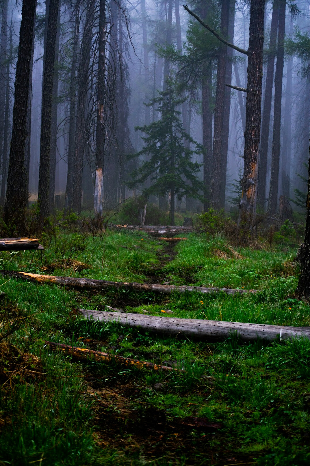foggy forest path